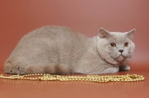 Фото лиловых британцев: взрослые лиловые британские коты и кошки     